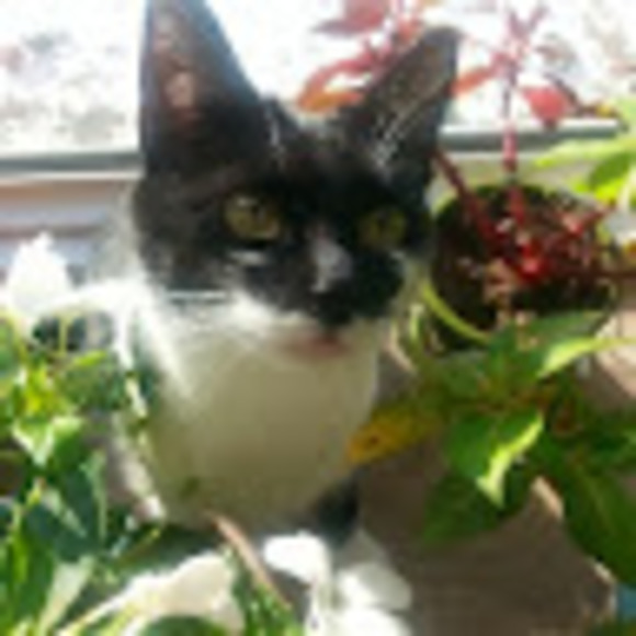 Meet your Posher, Lacy - Picture 1 of 1